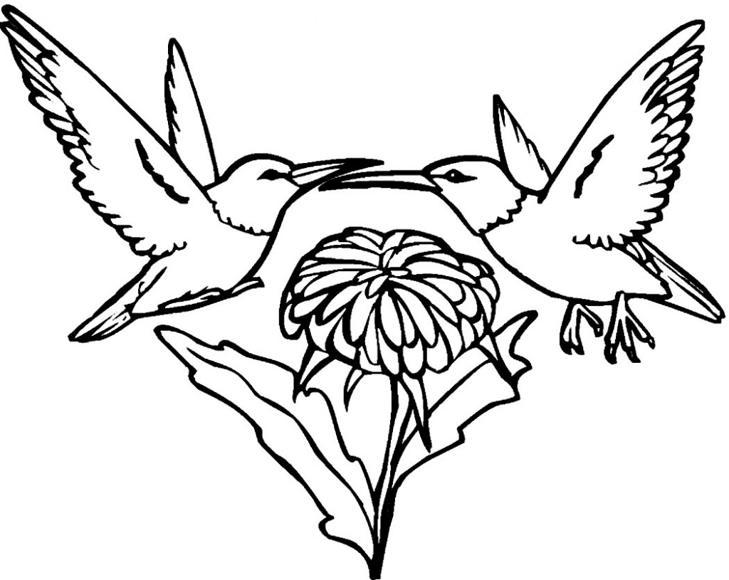 Hummingbird Coloring Pages ColoringMe Hummingbird Coloring Pages ColoringMe