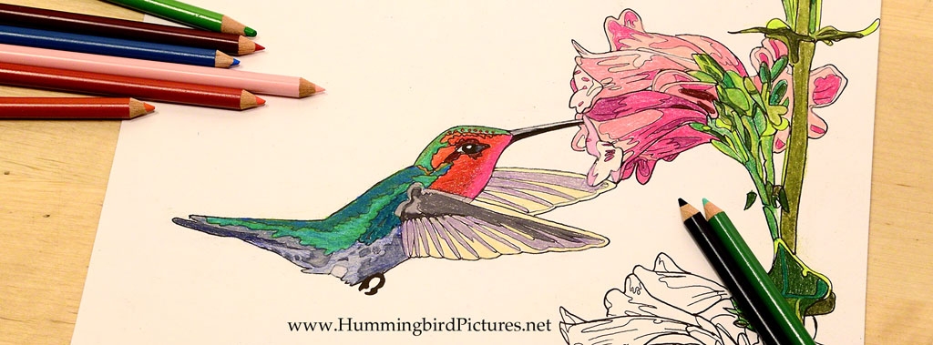 Hummingbird Coloring Pages Hummingbird Pictures Hummingbird Coloring Pages Hummingbird Pictures