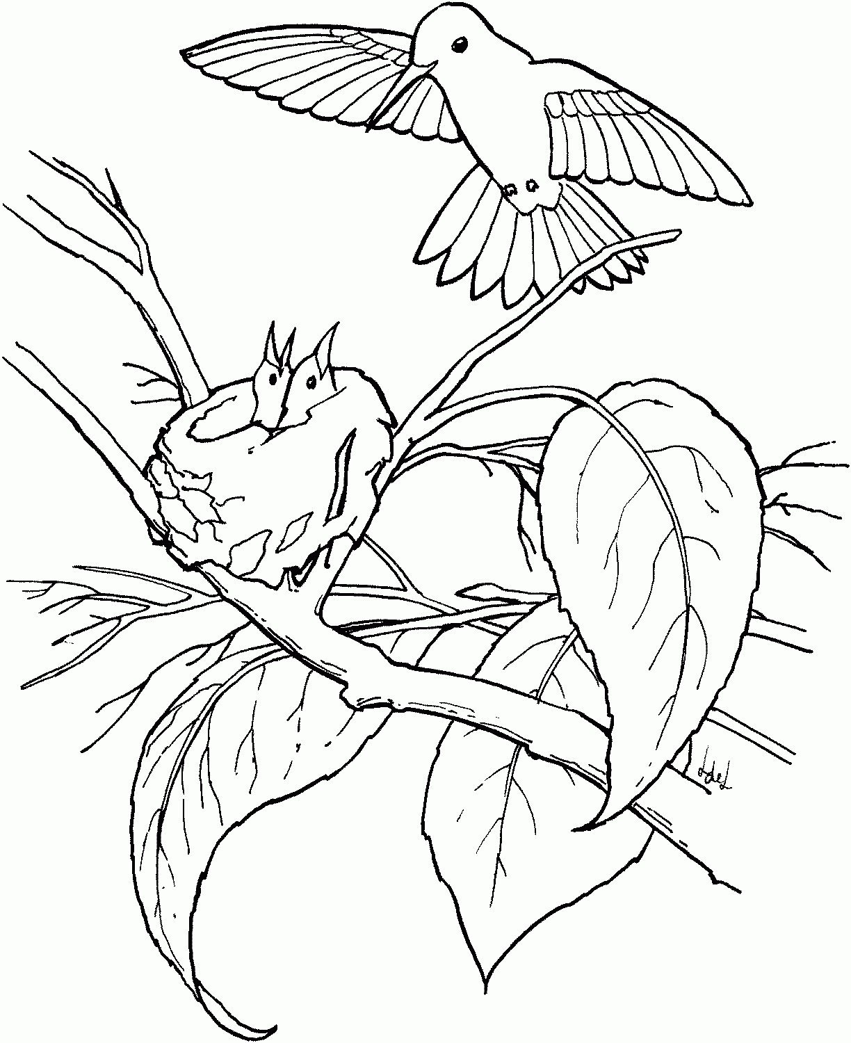 Hummingbird Coloring Pages Printable Coloring Pages FREE Hummingbird Coloring Pages Printable Coloring Pages FREE