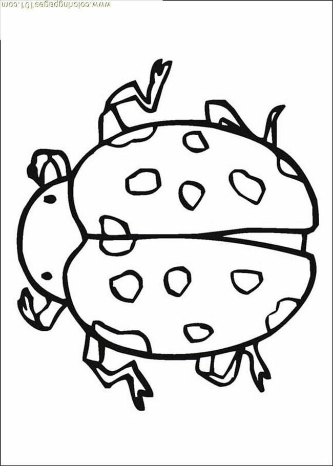 Insect Coloring Pages Coloring Home