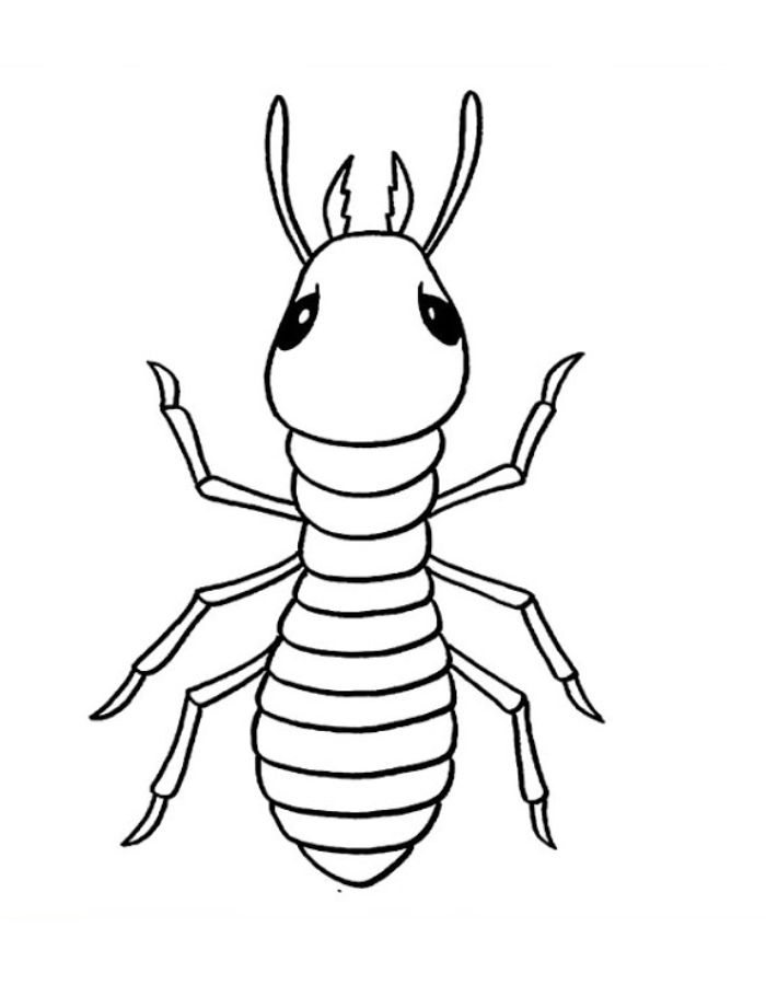 Insects Coloring Pages Free Printable PDF 