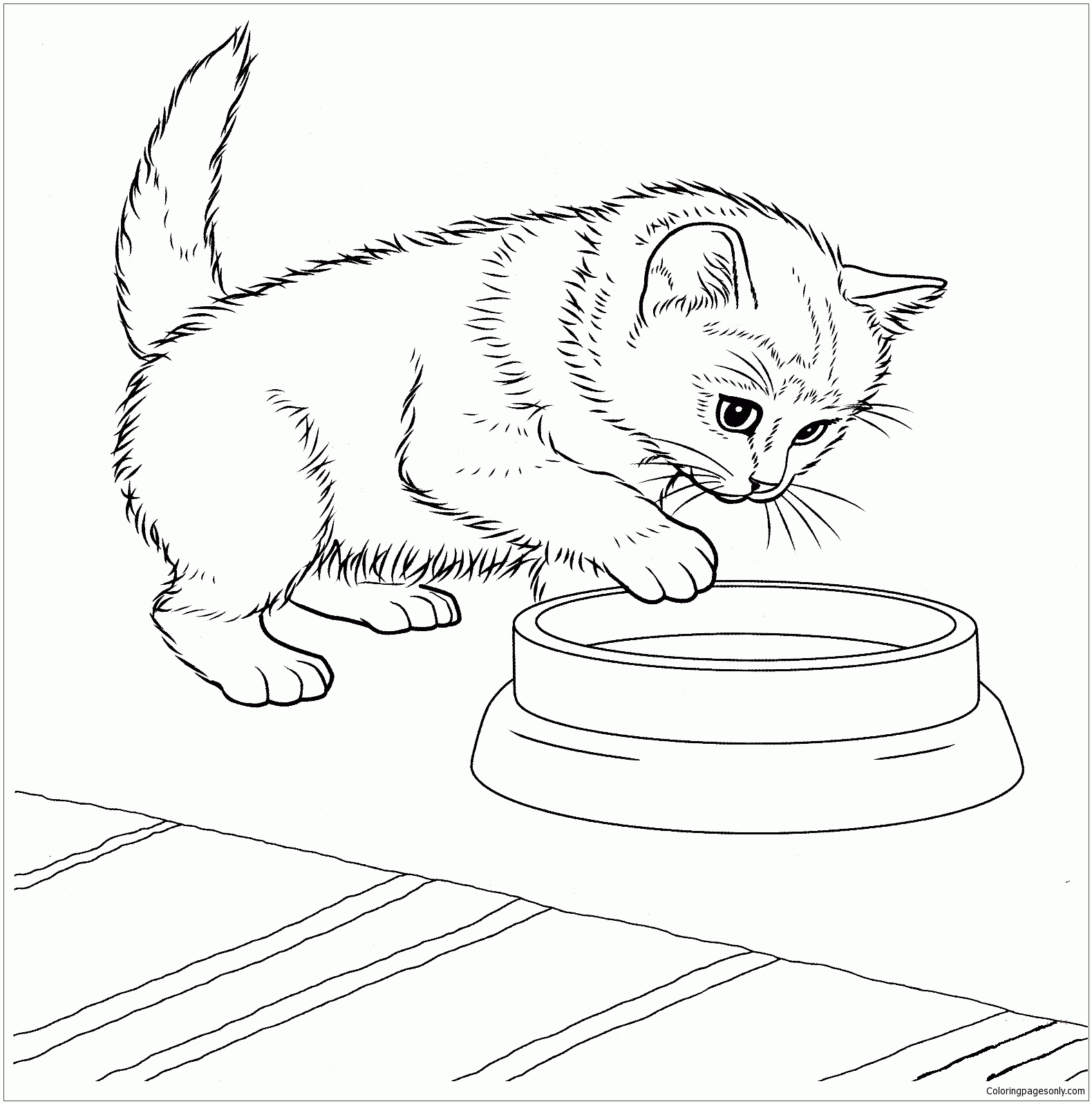 Javanese Kitten Coloring Page Free Printable Coloring Pages