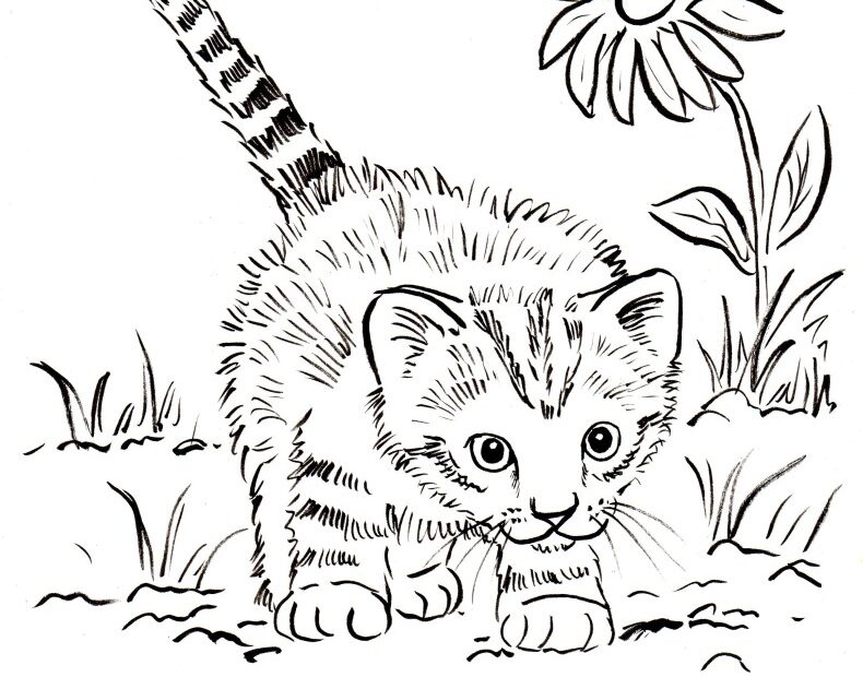 Kitten Coloring Page Art Starts