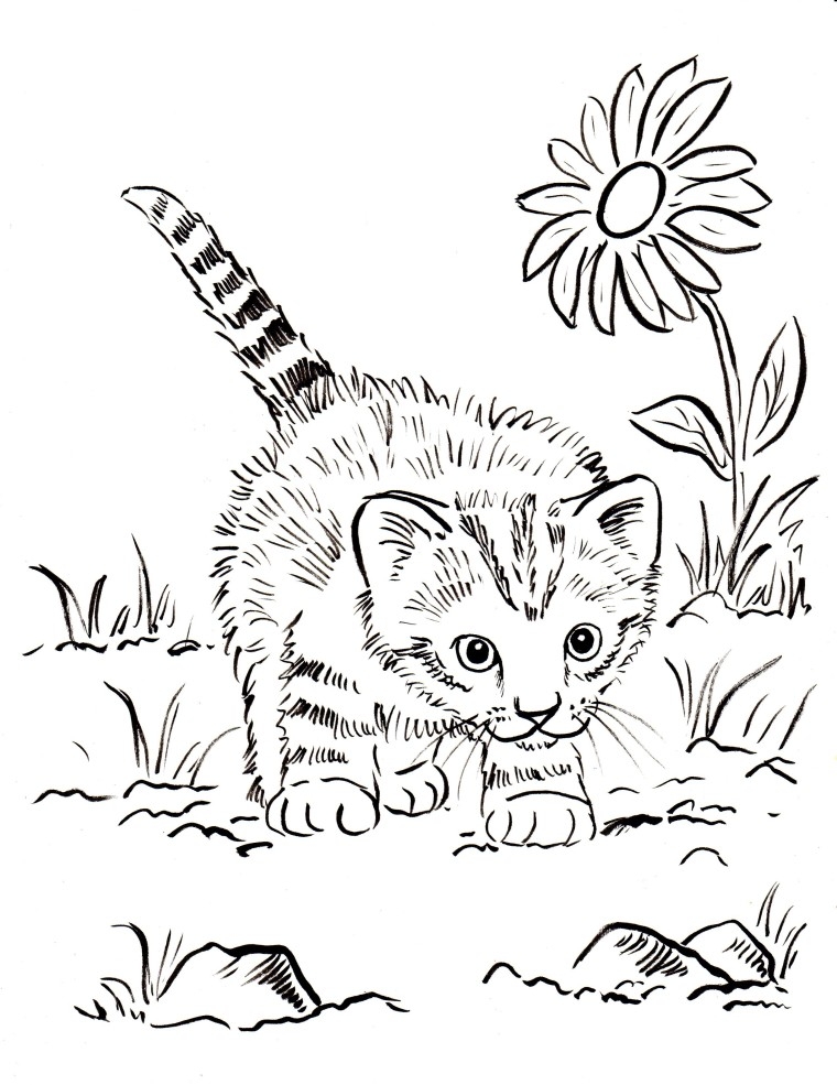 kitten coloring pages free kitten coloring pages free