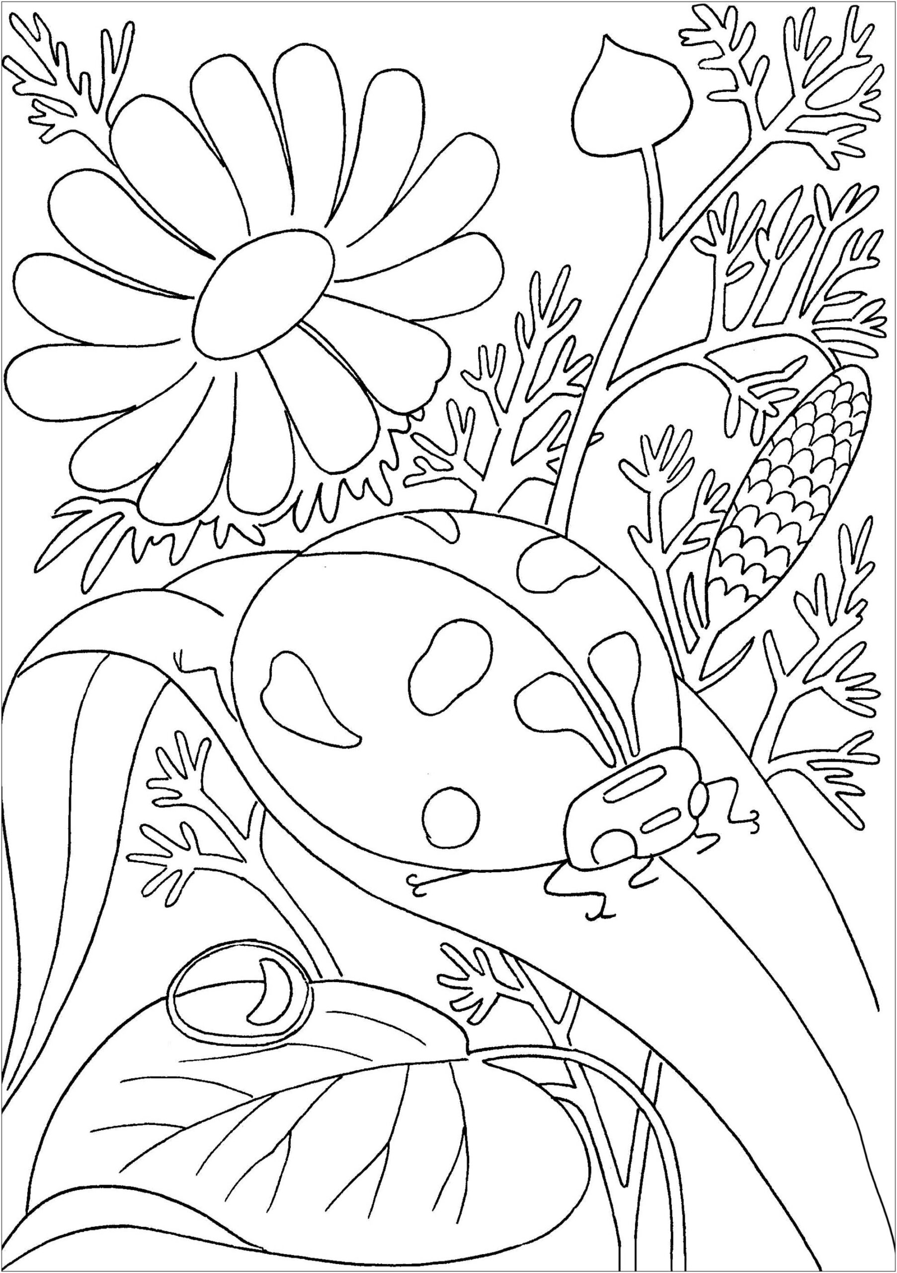 Ladybug On A Leave Butterflies Insects Coloring Pages For Adults