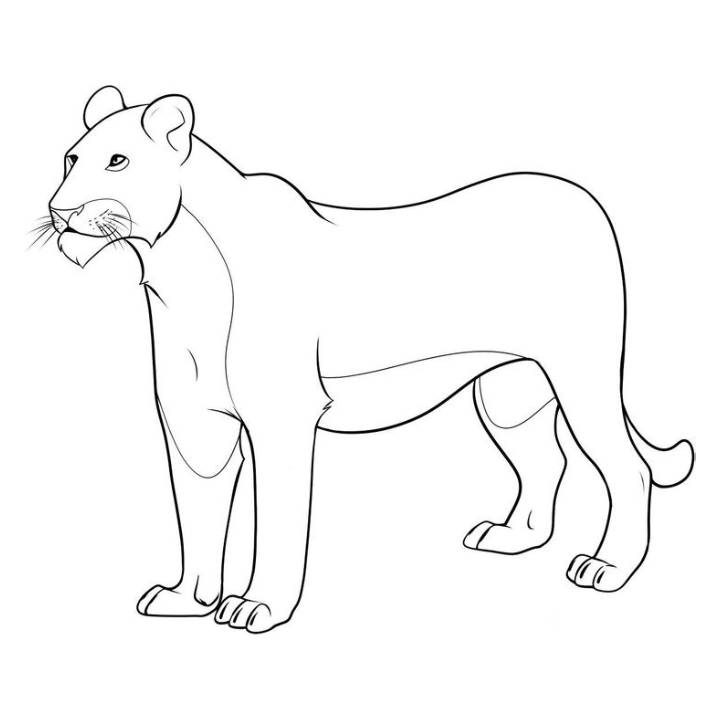 female lion coloring pages female lion coloring pages