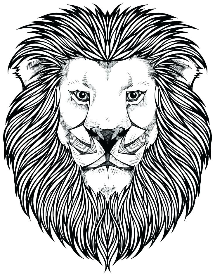 Lion Colour Drawing At GetDrawings Free Download Lion Colour Drawing At GetDrawings Free Download