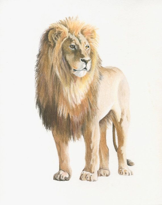 Lion Colour Drawing At GetDrawings Free Download Lion Colour Drawing At GetDrawings Free Download