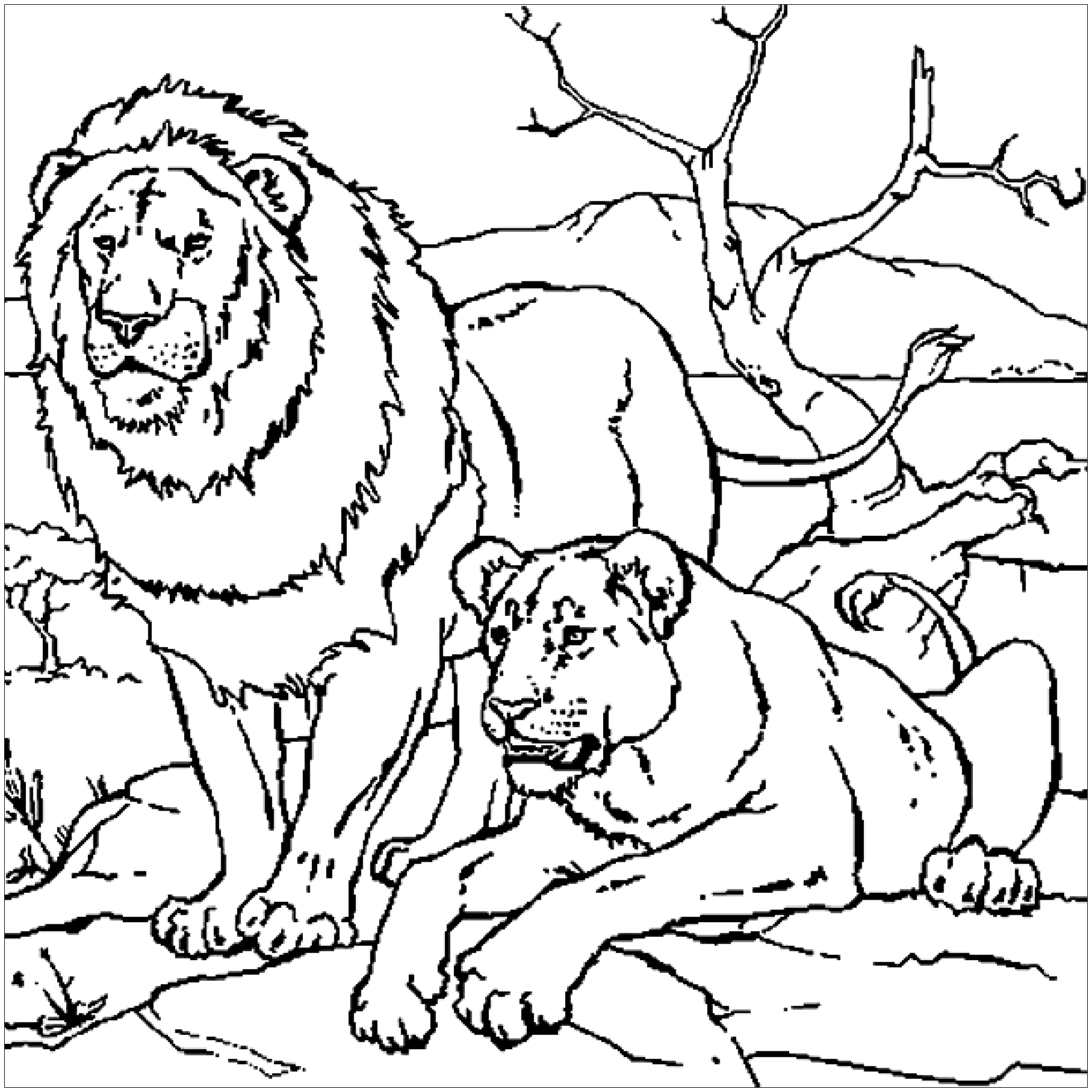 free lion coloring pages free lion coloring pages
