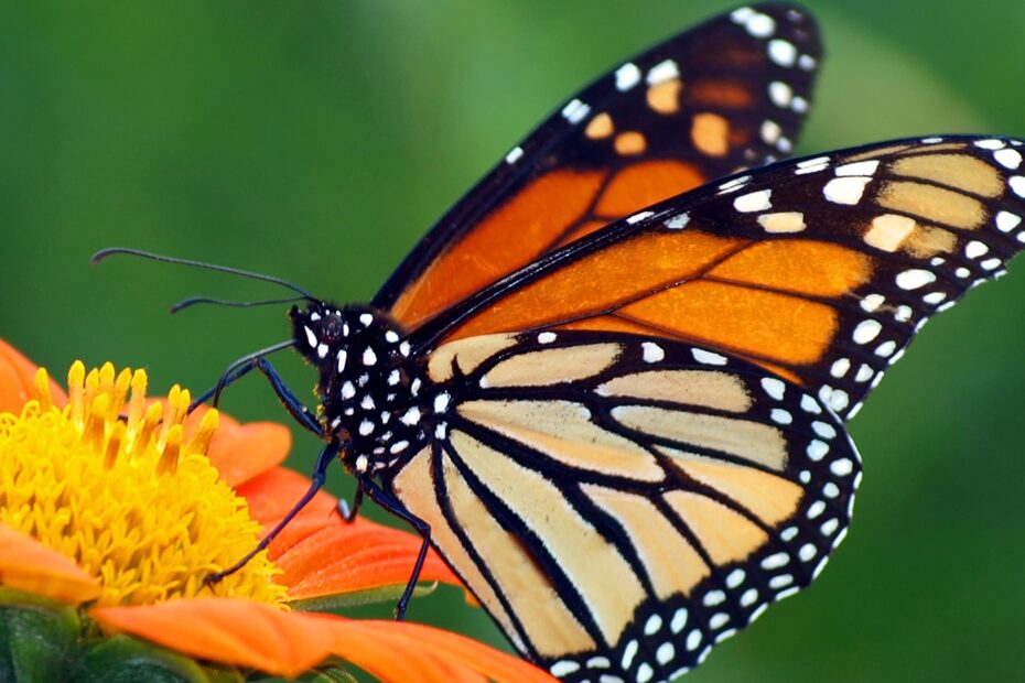 Monarch Butterfly Wallpaper 1600x900 13800
