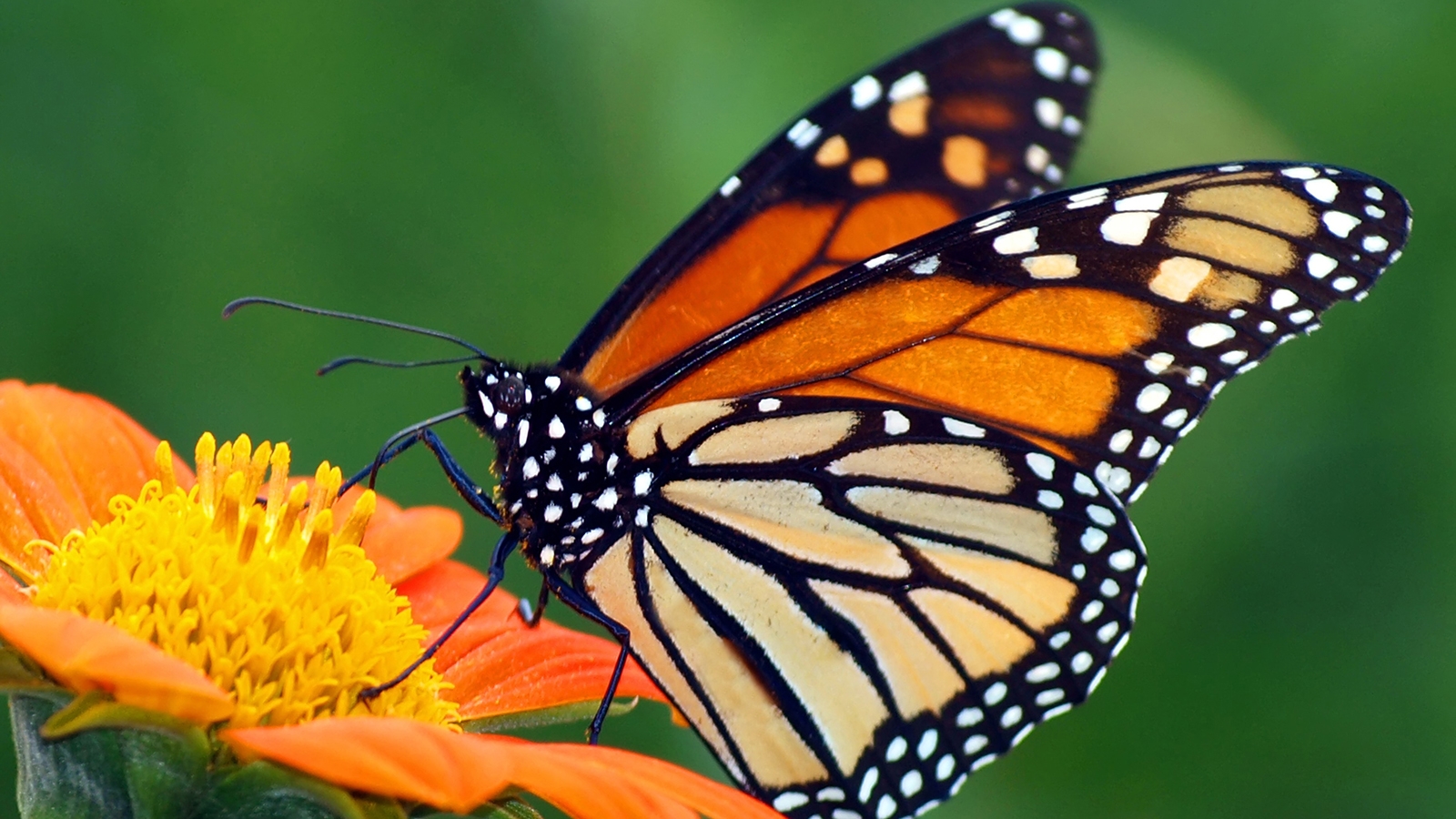 Monarch Butterfly Wallpaper 1600x900 13800