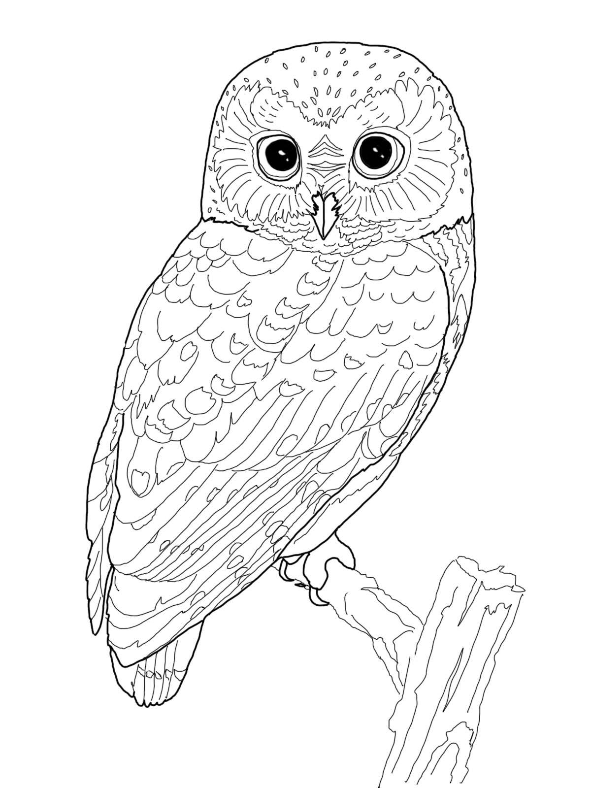Owl Coloring Pages Owl Coloring Pages Owl Coloring Pages Owl Coloring Pages