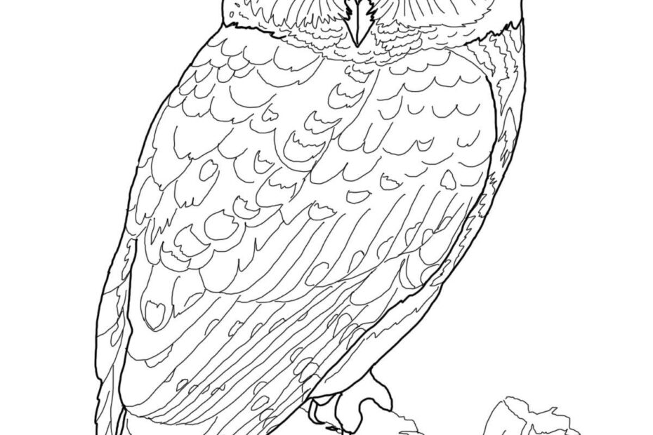 Owl Coloring Pages Owl Coloring Pages