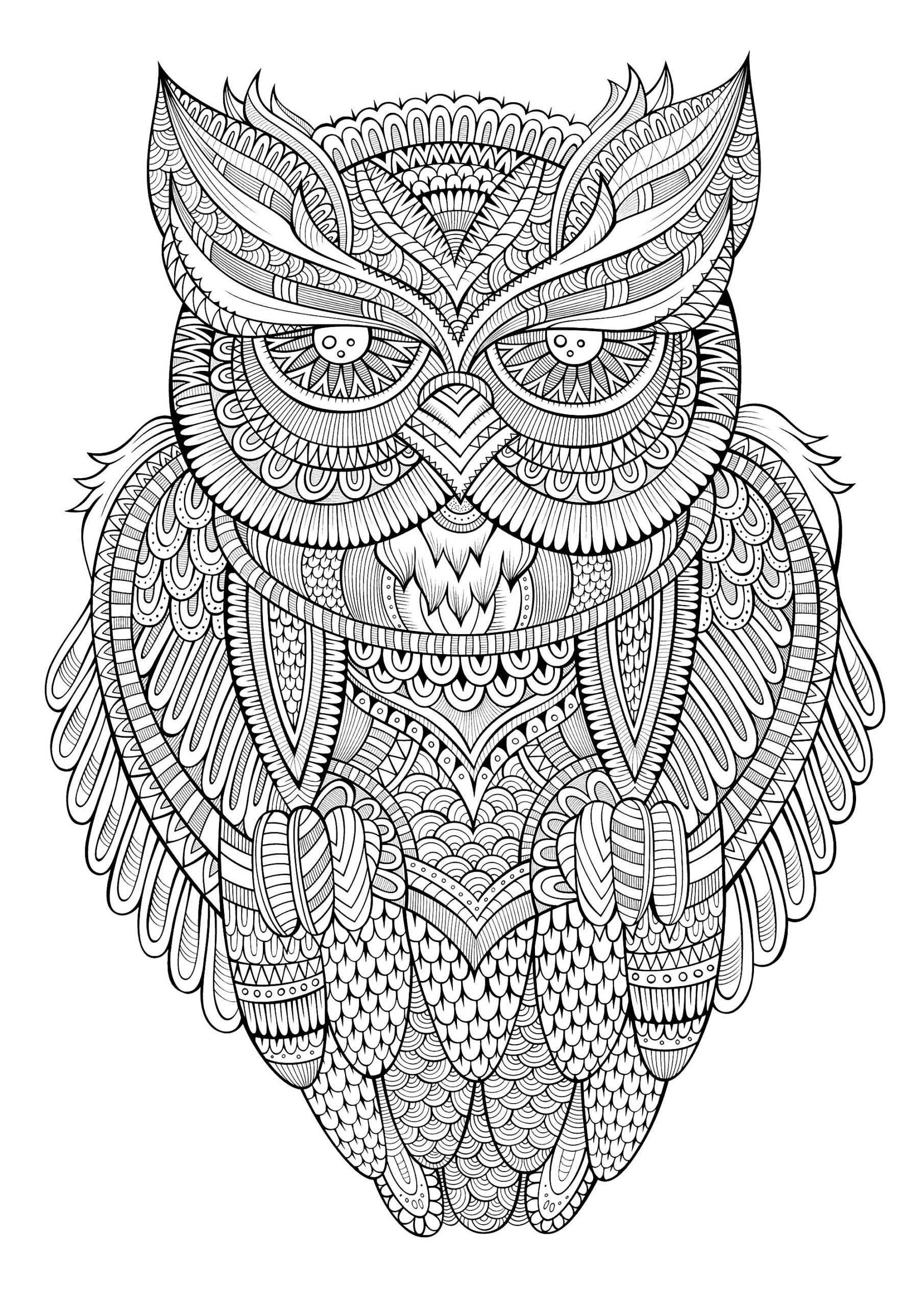 Owl Colouring Template Owl Colouring Template