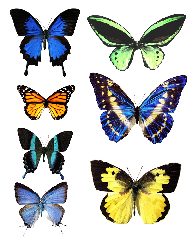 Patterns On Butterfly Wings ClipArt Best Patterns On Butterfly Wings ClipArt Best