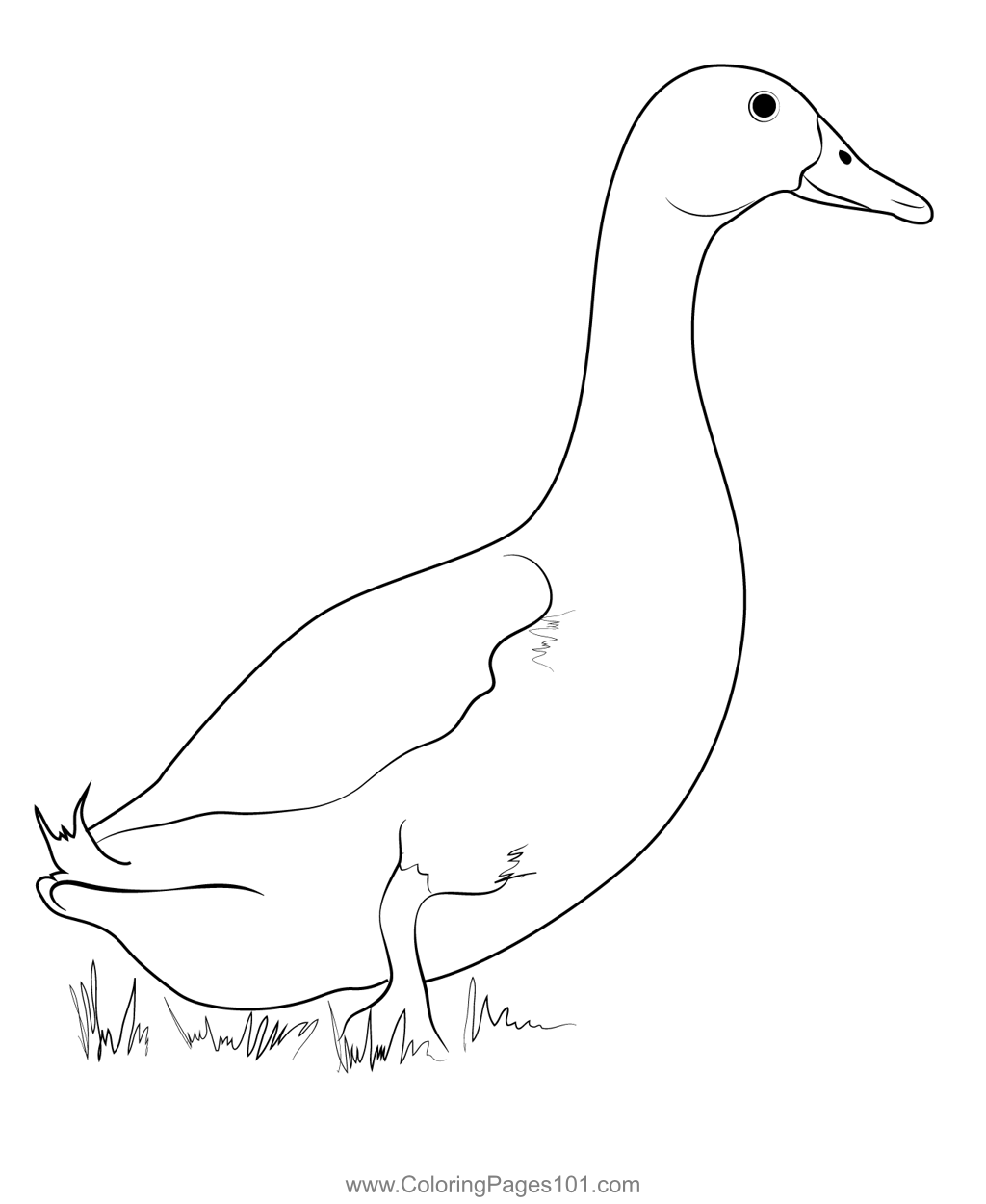 Pekin Duck Coloring Page For Kids Free Ducks Printable Coloring Pages 