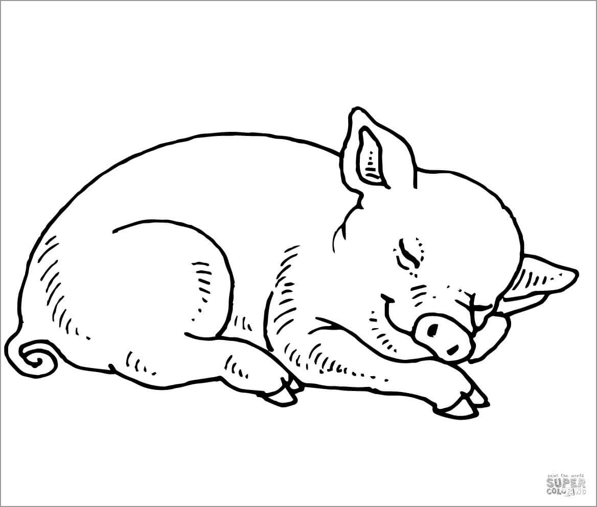 Pig Coloring Pages ColoringBay