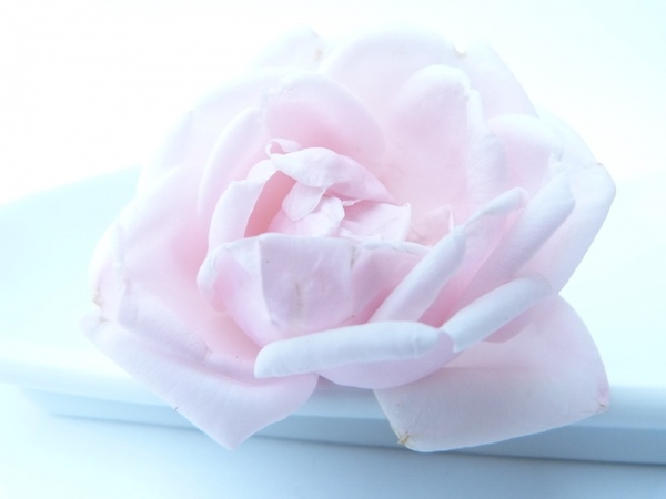 Pink Rose Flowers Hd Images Infoupdate