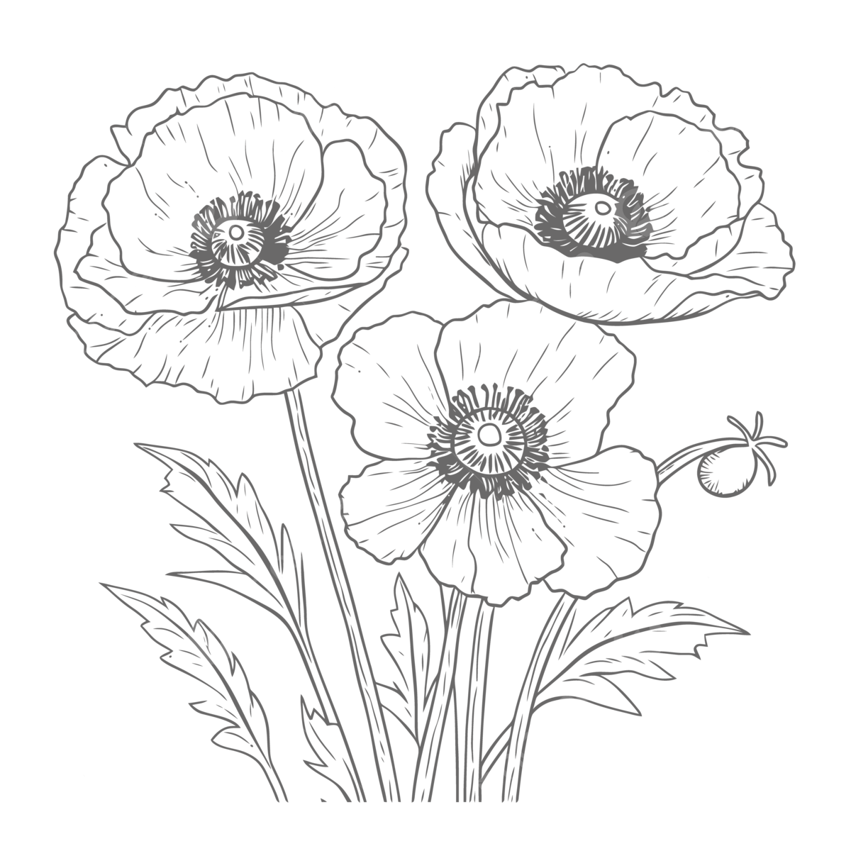 Poppy Flower Colouring Pages Free Infoupdate Poppy Flower Colouring Pages Free Infoupdate