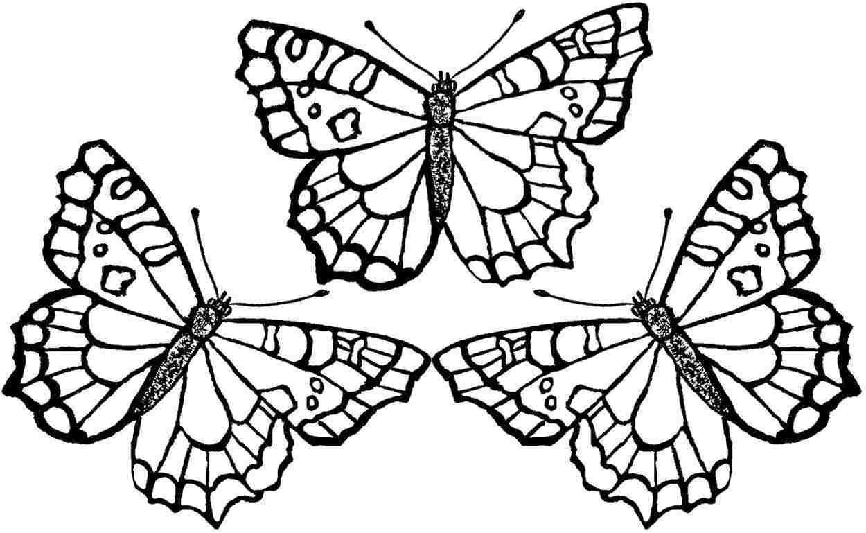 Printable Butterfly Coloring Pages At GetDrawings Free Download Printable Butterfly Coloring Pages At GetDrawings Free Download