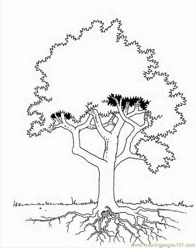 free printable trees coloring pages