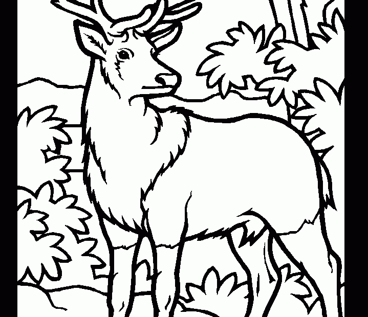 Printable Deer Coloring Pages Coloring Home