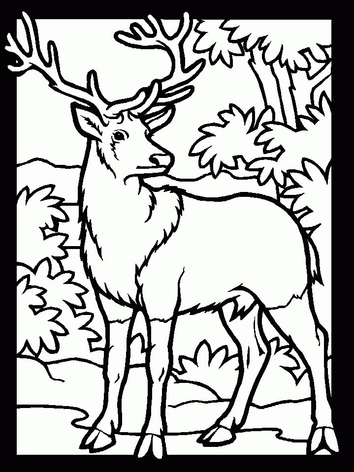 Printable Deer Coloring Pages Coloring Home Printable Deer Coloring Pages Coloring Home