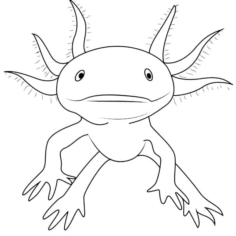 Printable Easy Axolotl Coloring Page Free Download And Print For You 