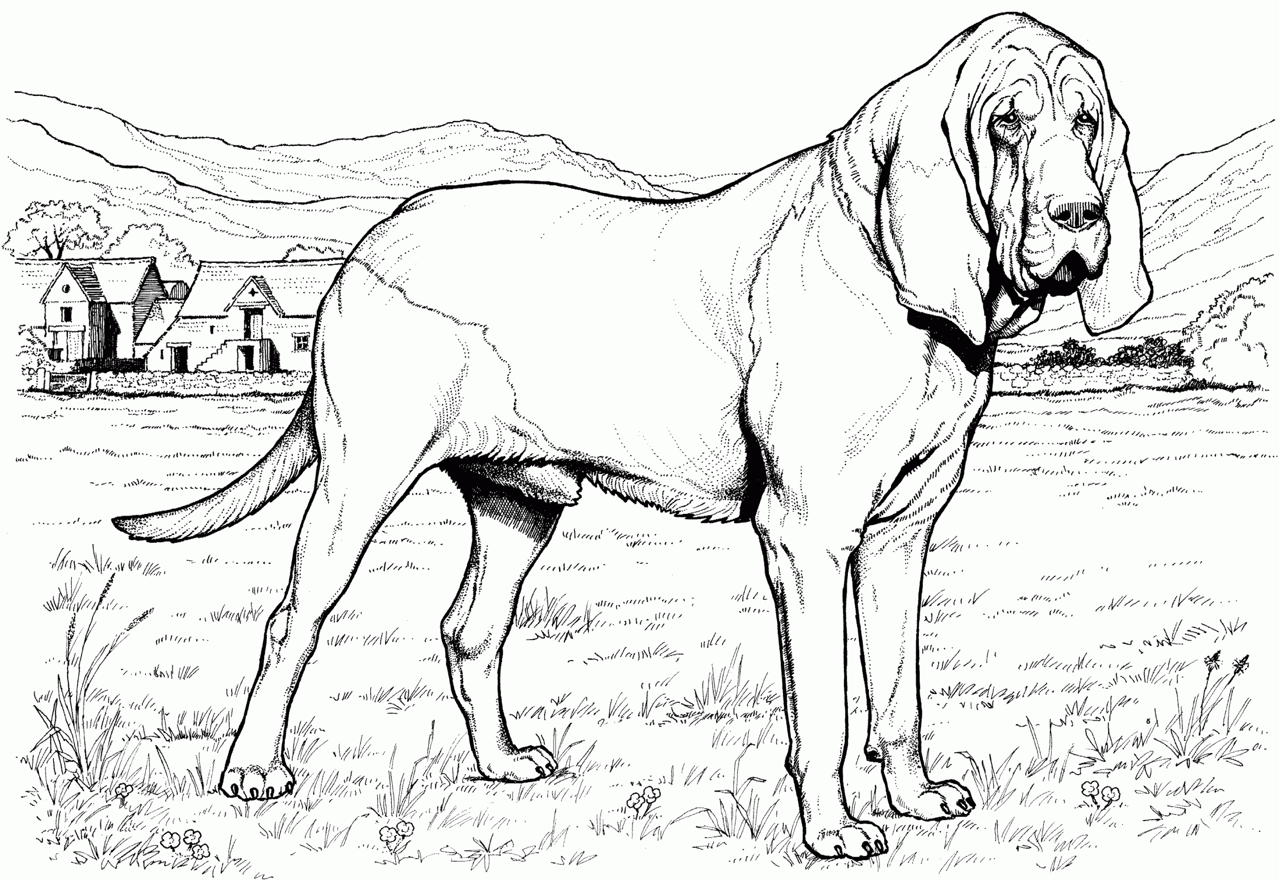 Printable Realistic Dog Coloring Pages