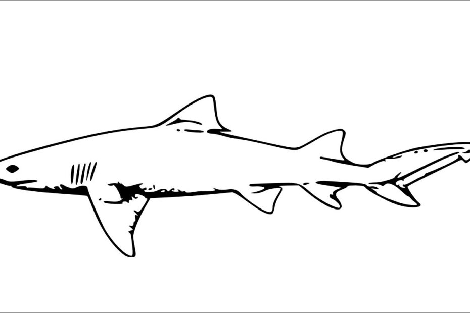 Printable Realistic Shark Coloring Pages For Kids ColoringBay