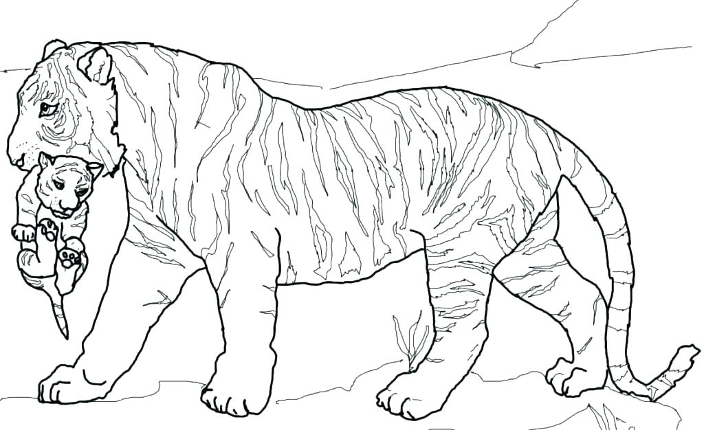 free printable tiger coloring page