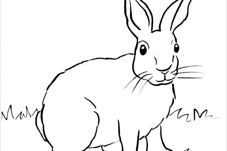 Rabbit Coloring Pages ColoringBay