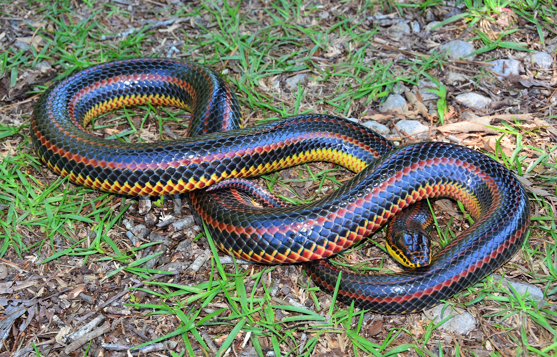 Rainbow Snake Florida Snake ID Guide