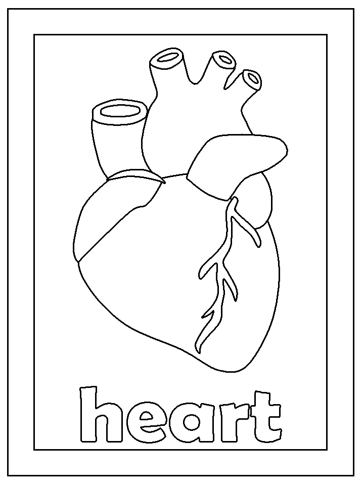 Real Human Heart Drawing At GetDrawings Free Download