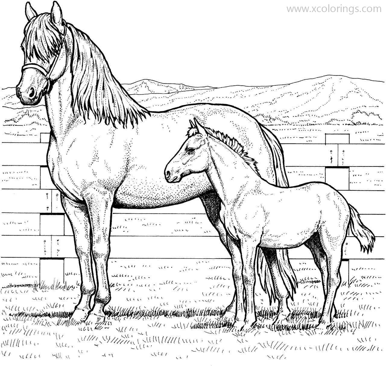 Realistic Baby Horses Coloring Pages XColorings Realistic Baby Horses Coloring Pages XColorings