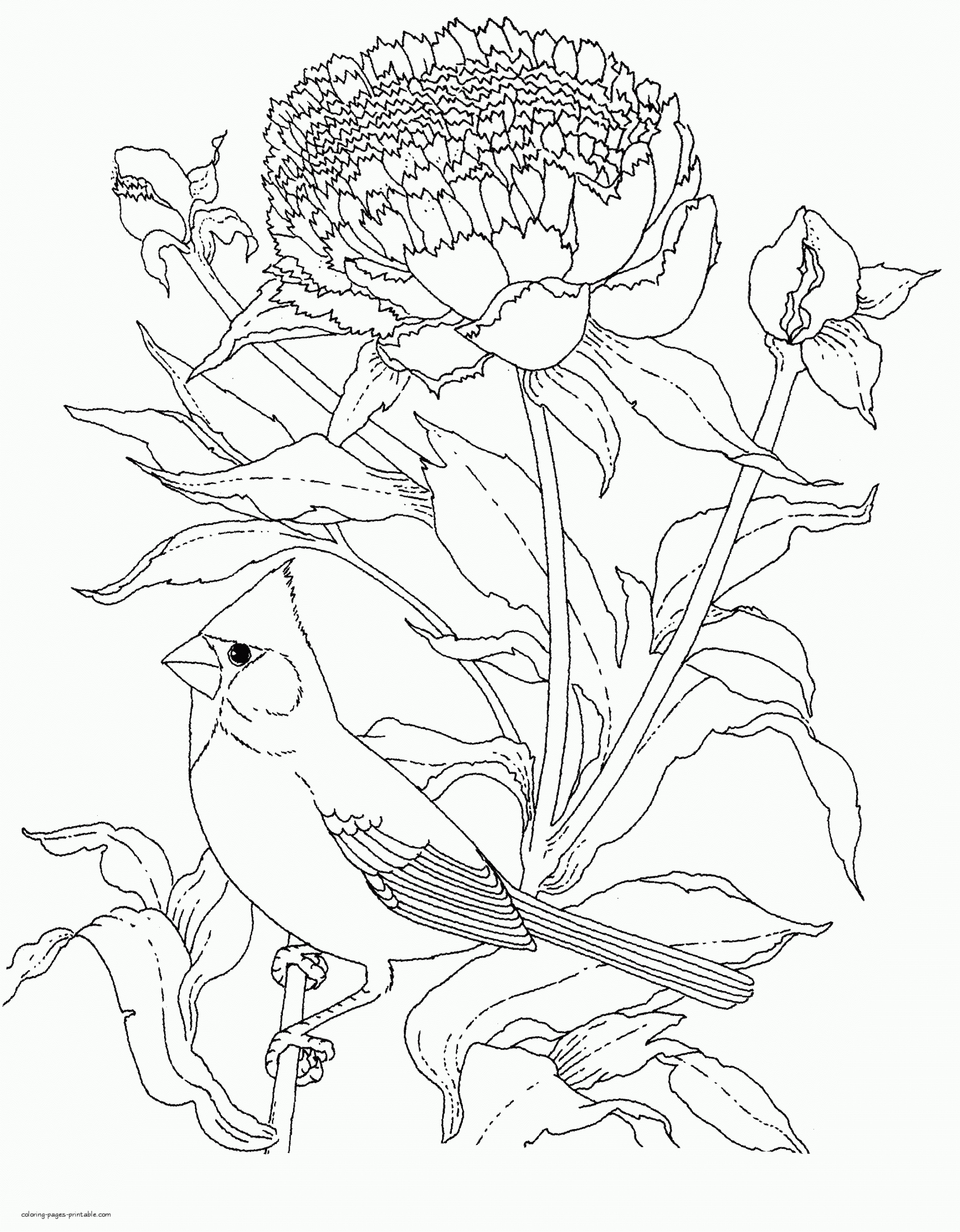 Realistic Birds Coloring Pages For Adults COLORING PAGES PRINTABLE COM