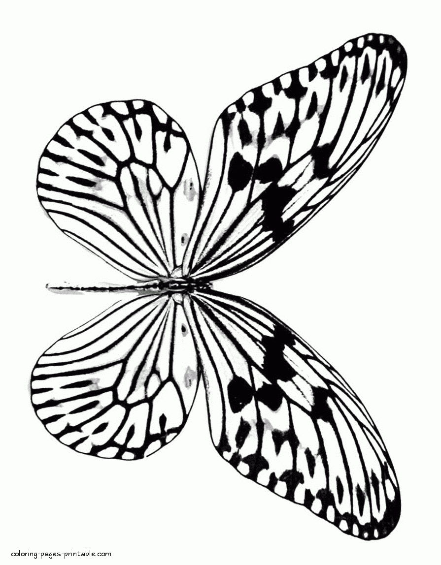 Realistic Butterfly Coloring Pages COLORING PAGES PRINTABLE COM