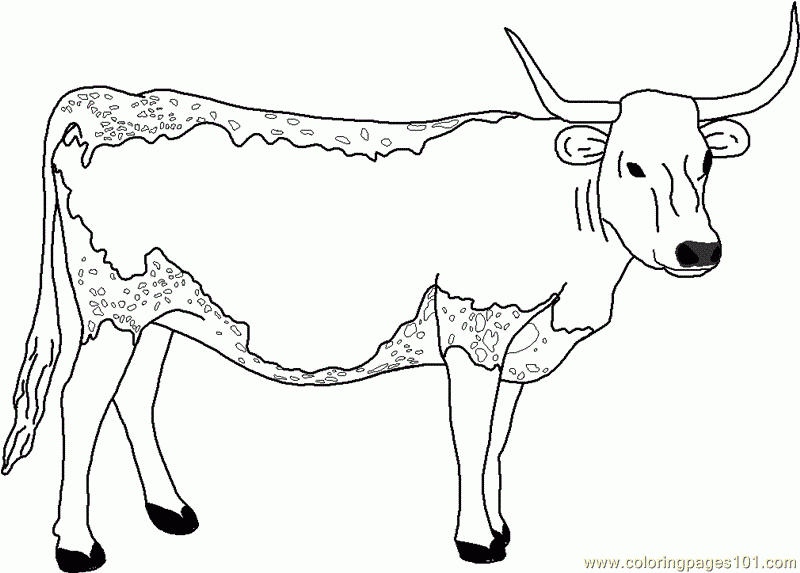 Realistic Cow Coloring Pages Coloring Pages