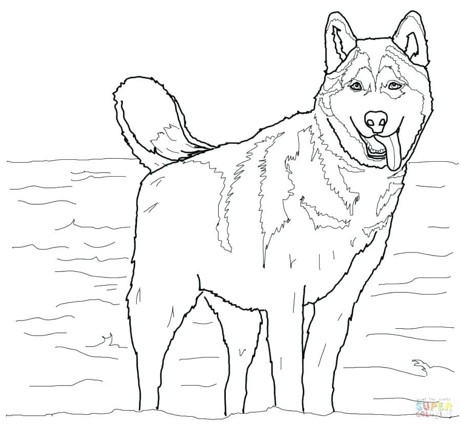 realistic dog coloring pages printable
