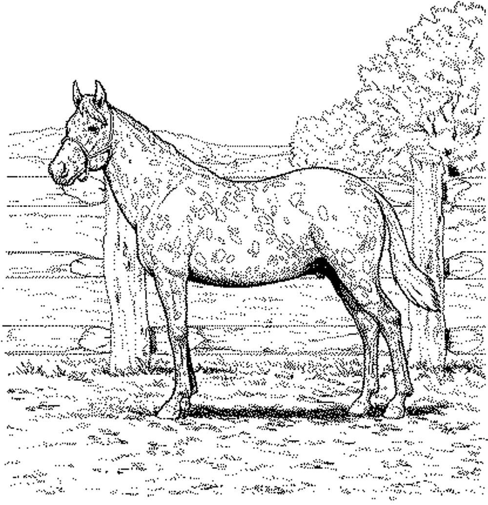 horse coloring pages realistic