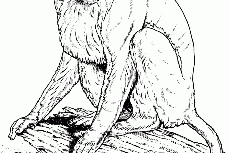 Realistic Monkey Coloring Pages Coloring Home