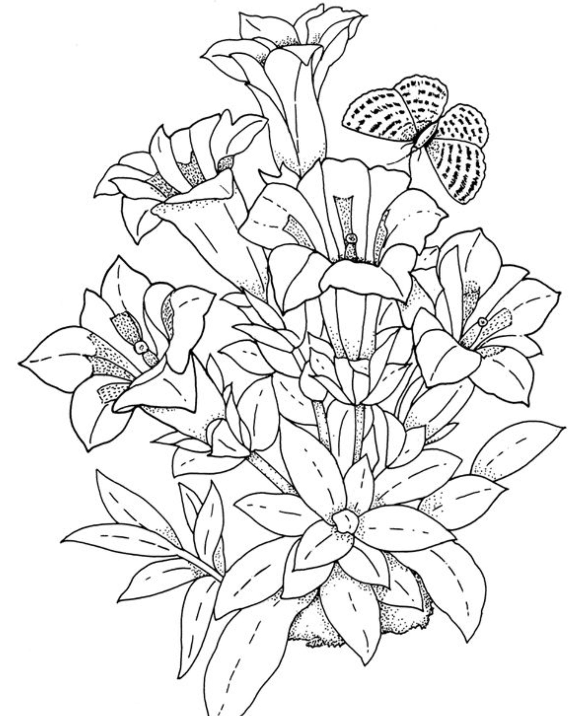 Realistic Nature Coloring Pages At GetColorings Free Printable 