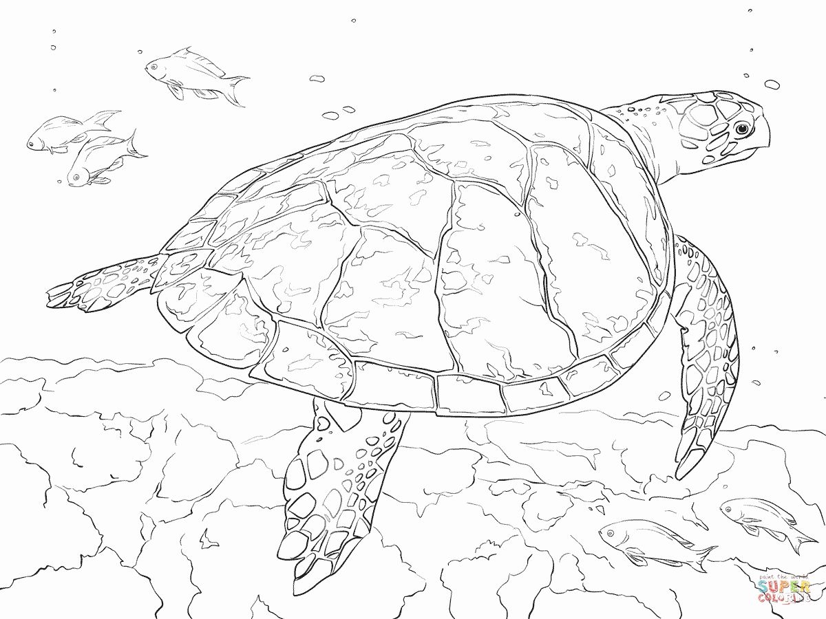 Realistic Ocean Animals Coloring Pages