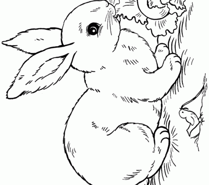 Realistic Rabbit Coloring Pages Coloring Home