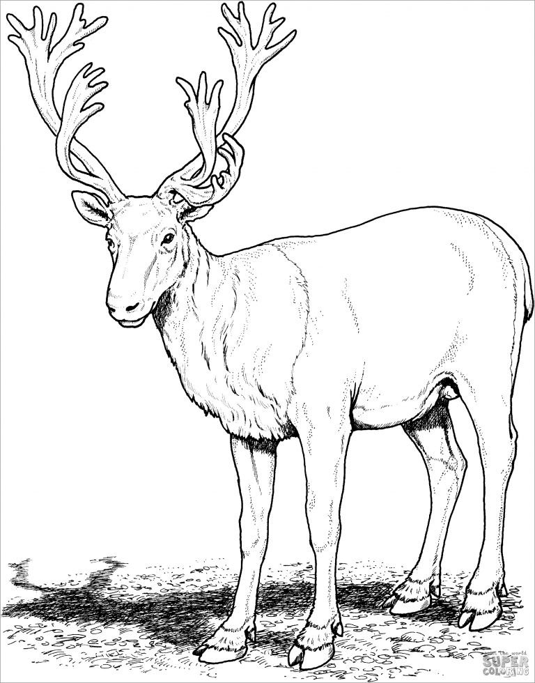 Realistic Reindeer Coloring Page ColoringBay