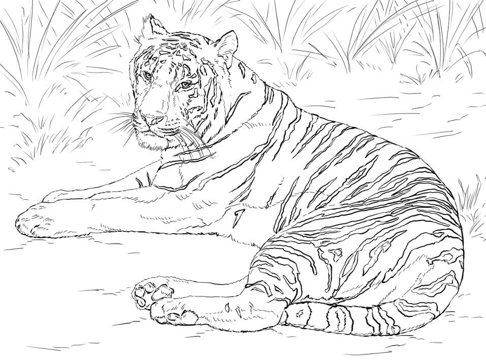 Realistic Siberian Tiger Coloring Page Free Printable Coloring Pages 