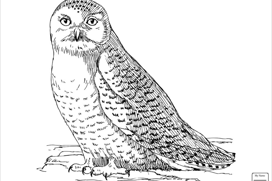 Realistic Snowy Owl Coloring Pages ColoringBay