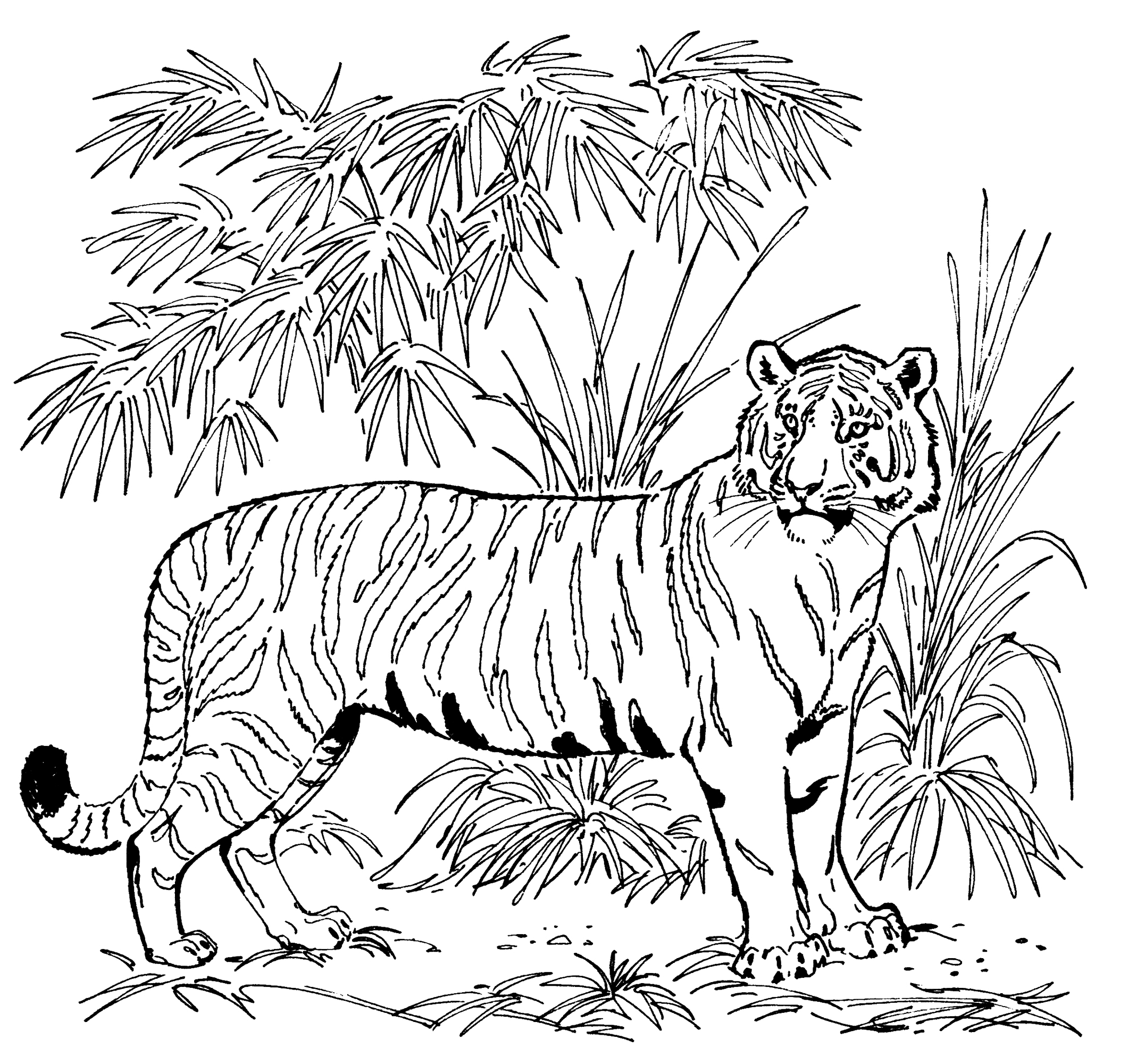 realistic tiger coloring page large