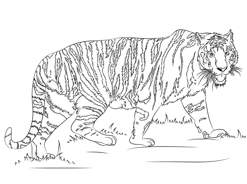 Realistic Tiger Coloring Page Free Printable Coloring Pages For Kids