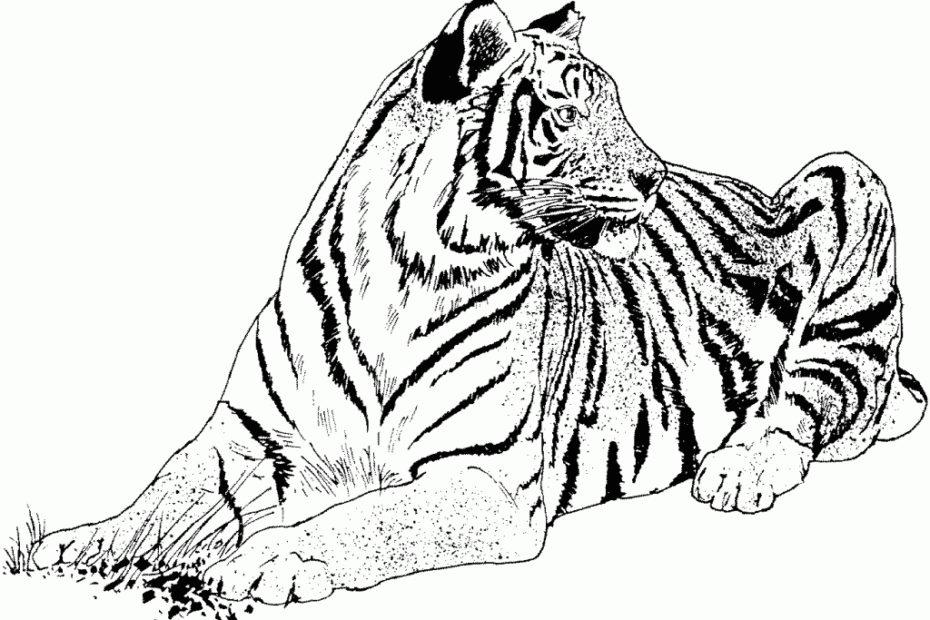 Realistic Tiger Coloring Pages Coloring Home